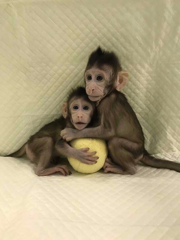 Ученые впервые клонировали обезьян, как овечку Долли