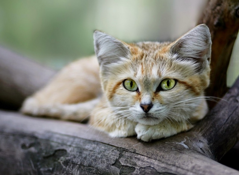 Бархатнные кошки – самые маленькие из семейства кошачьих