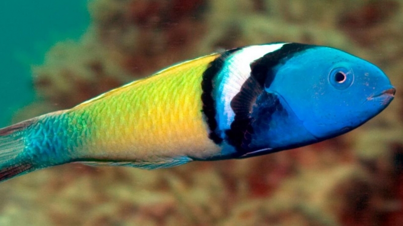 Ученые выяснили, как некоторые рыбы меняют пол при жизни