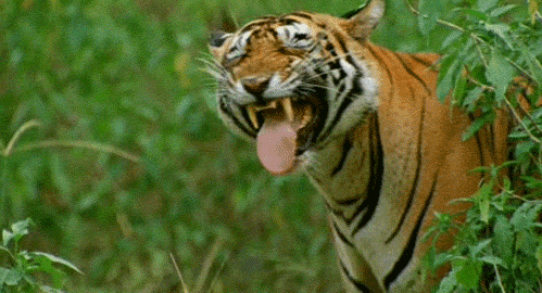 15 занимательных фактов о тиграх